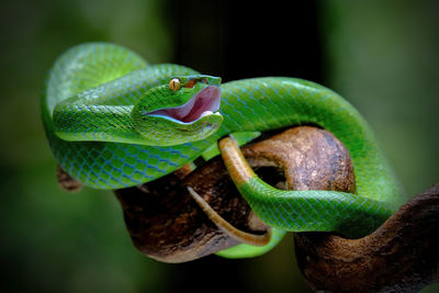 Green pit viper