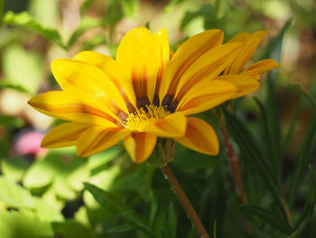 Close-up of yellow flower