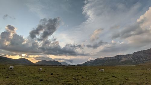 Scenic view of field against sky