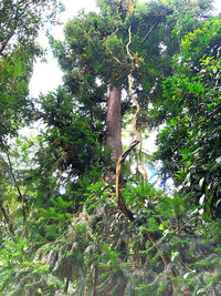 Low angle view of trees in forest