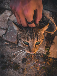 High angle view of hand holding cat