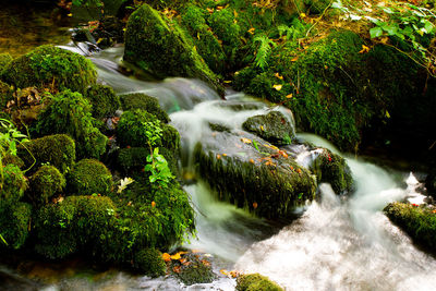 Scenic view of waterfall in forest