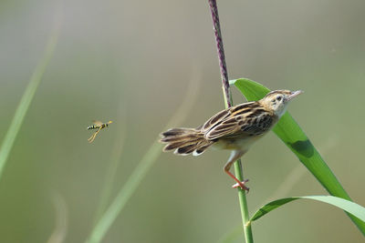 Close-up of bird perching on plant