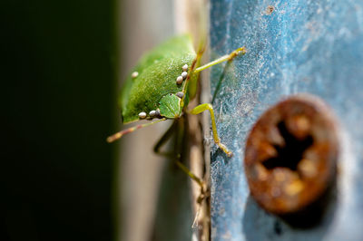 Close-up of green shield bug on metal