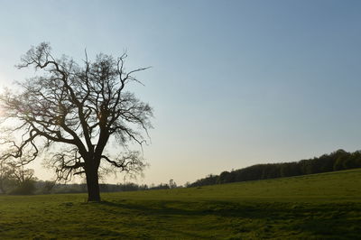 Bare tree on field against clear sky