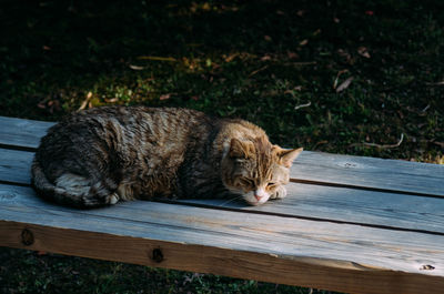 Cat sleeping on wood
