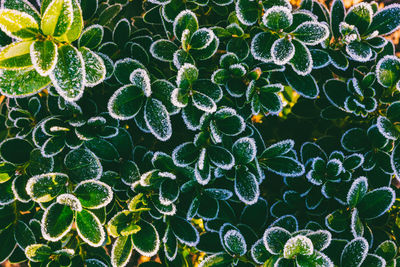 Boxwood branches with green leaves covered with frost top view close-up