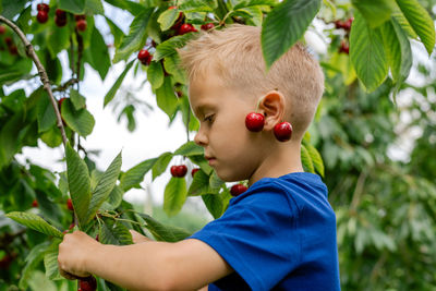 A boy picking cherries in the orchard.