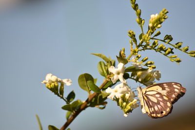 Low angle view of flower tree against clear sky