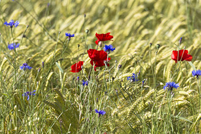 Close-up of poppy flowers on field