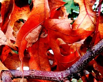 Close-up of rusty metal