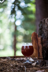 Close-up of wineglass in forest