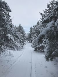 Snow covered trees against sky