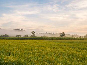 Scenic view of field against sky