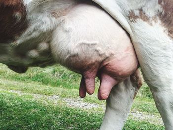 Close-up of cow udder on field