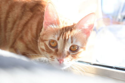 Close-up portrait of a cat