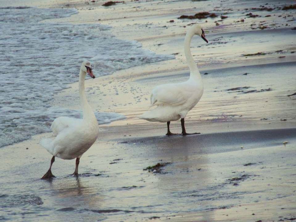 bird, water, animal themes, animals in the wild, wildlife, beach, sea, sand, shore, seagull, nature, beauty in nature, rippled, tranquility, flock of birds, swan, day, outdoors, wave