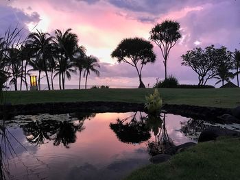 Reflection of palm trees in water