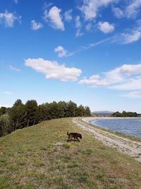 View of a sheep on the ground