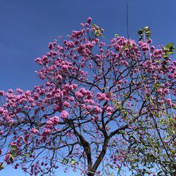 Low angle view of cherry blossoms against sky