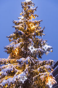 Low angle view of snow covered tree against sky