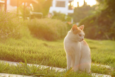 Cat on grass