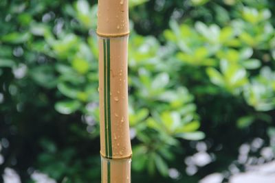 Close-up of bamboo plant