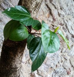 Close-up of fresh green plant