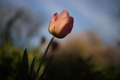 Close-up of flowering plant