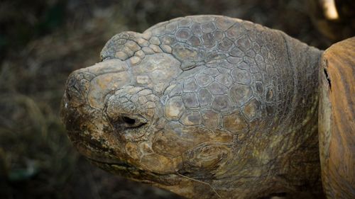 Close-up of turtle