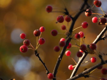 Close-up of berries growing on tree