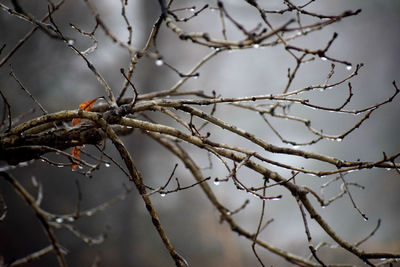 Close-up of frozen plant