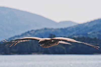 Close-up of bird flying over mountain