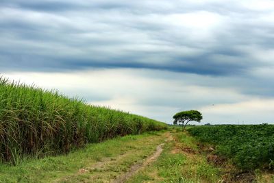 Scenic view of grassy field against cloudy sky