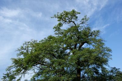 Low angle view of tree against sky