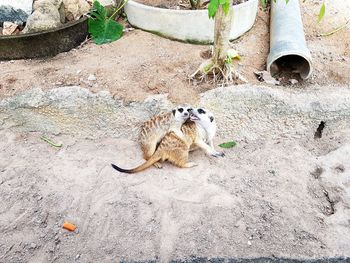 High angle view of a cat on field