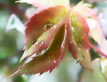 Close-up of wet flower