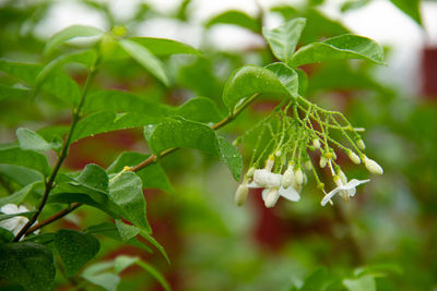 Close-up of wet plant leaves