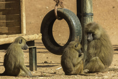 Family of macaque monkeys