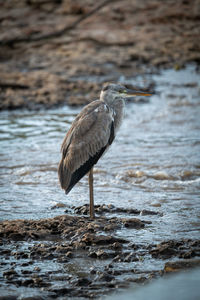 Grey heron stands on shingle by river