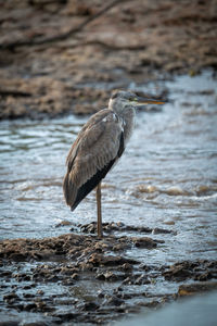 High angle view of gray heron on beach