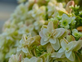 Close-up of white flowering plant