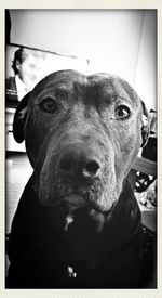 Close-up portrait of a dog