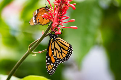 Close-up of butterfly on flower