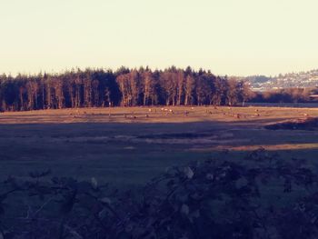 View of trees in forest during winter