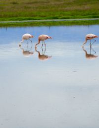 Flamingoes in a lake