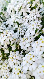 Close-up of white flowering plant