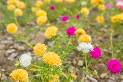 High angle view of yellow flowering plants