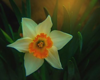 Close-up of flower blooming outdoors