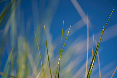 Low angle view of grass against sky